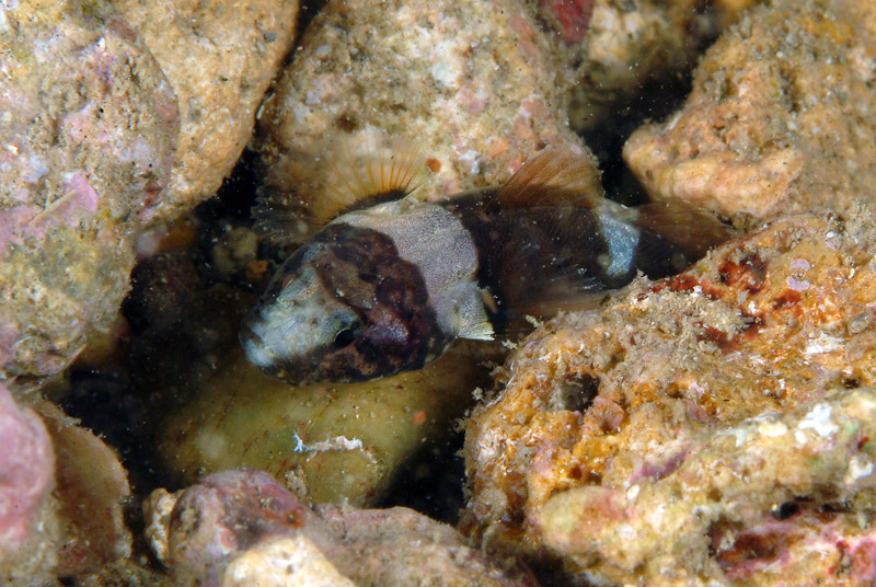 Chromogobius quadrivittatus